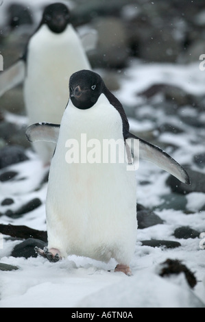 Arctowski Gare pendant une tempête de neige de printemps. Juste à côté d'une grande colonie de manchots adélies, de l'Antarctique Nord Banque D'Images