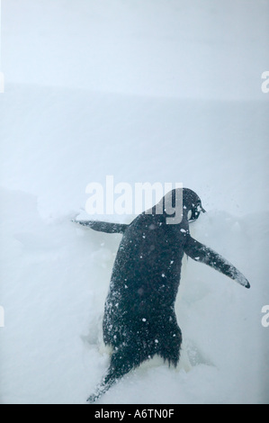 Arctowski Gare pendant une tempête de neige de printemps. Juste à côté d'une grande colonie de manchots adélies, de l'Antarctique Nord Banque D'Images