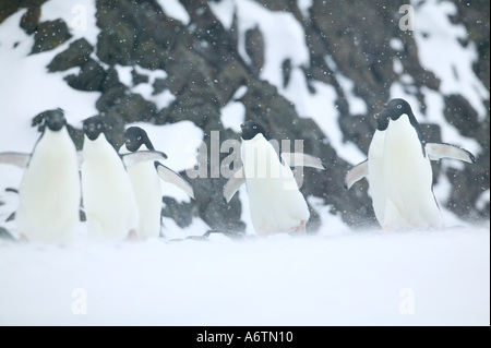 Arctowski Gare pendant une tempête de neige de printemps. Juste à côté d'une grande colonie de manchots adélies, de l'Antarctique Nord Banque D'Images