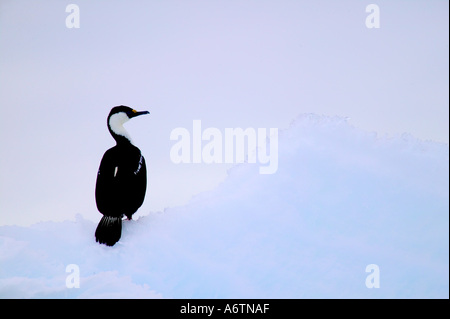 Blue-Eyed Shag Phalacrocorax atricpes sur glace couverte de neige dans la région de Berg, de l'Antarctique Nord Canal Errera Banque D'Images