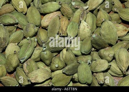 Gousses de cardamome - sont issus de l'agriculture biologique. Localité : Coorg (Kodagu) Karnataka, Inde Banque D'Images