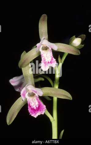 Une masse de l'orchidée rare Satpura de l'Inde centrale. Le pseudobulbe florifère est important à des fins médicinales. Banque D'Images