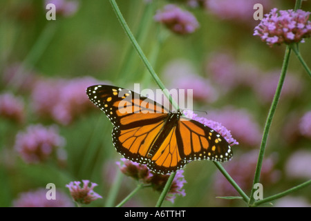 Papillon Monarque Danaus plexippus (sous-famille des Danainae papillon Asclépiade), de la famille des Riodinidae. Libre Banque D'Images