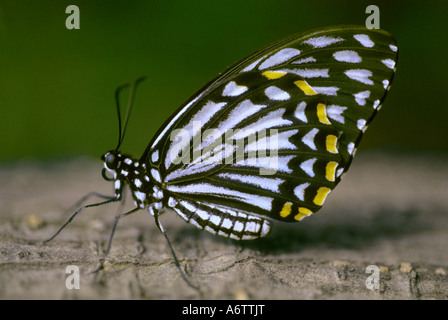 Papillon Papilio clytia MIME COMMUN Libre Papilionidae : Machaons Banque D'Images