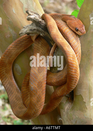 Le chat de FORSTEN Boiga forsteni serpent venimeux Midly commun. Enveloppé dans une branche d'arbre, Dandeli Karnataka INDE Banque D'Images
