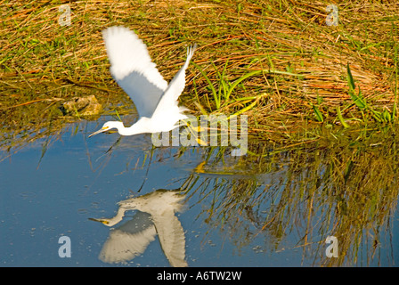 Aigrette neigeuse survolant la réflexion de l'eau floride nature de la faune Observation des oiseaux Le parc national des Everglades Banque D'Images