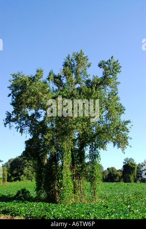 Plantes exotiques envahissantes Kudzu Floride espace ouvert copie espace espace Espace de type texte Banque D'Images