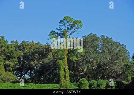 Plantes exotiques envahissantes Kudzu Floride espace ouvert copie espace espace Espace de type texte Banque D'Images