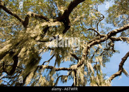 Fl Floride Orlando Downtown mousse espagnole suspendu à Oak tree Banque D'Images