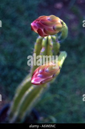 Deux fleurs de cactus près ouvert Banque D'Images