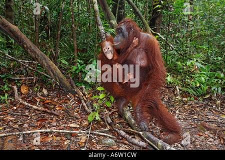 Orang-Utan (Pongo pygmaeus) dans le parc national de Tanjung Puting, Central-Kalimantan, Bornéo, Indonésie Banque D'Images