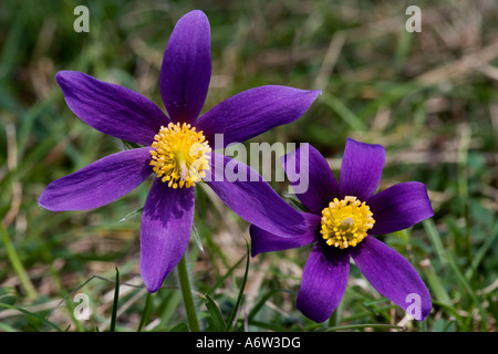 Anémone pulsatille (Pulsatilla vulgaris) gros plan de deux fleurs ouvertes sur Therfield heath Royston Hertfordshire Banque D'Images