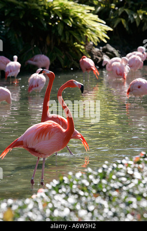 Flamant rose eau faune oiseau attraction divertissement locations de vacances billet d'jambe couleur coloré space day Banque D'Images