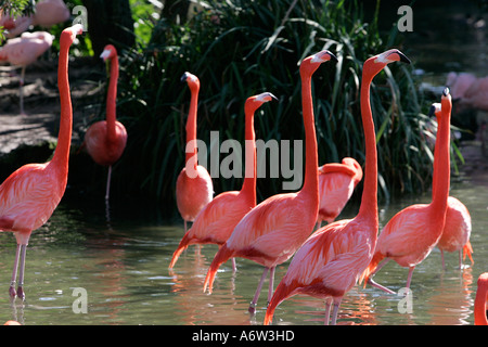 Flamant rose eau faune oiseau attraction divertissement locations de vacances billet d'jambe couleur coloré space day Banque D'Images