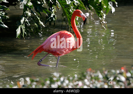 Flamant rose eau faune oiseau attraction divertissement locations de vacances billet d'jambe couleur coloré space day Banque D'Images