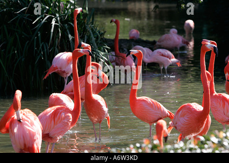 Flamant rose eau faune oiseau attraction divertissement locations de vacances billet d'jambe couleur coloré space day Banque D'Images