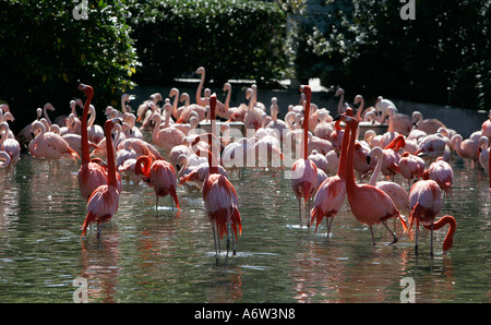 Flamant rose eau faune oiseau attraction divertissement locations de vacances billet d'jambe couleur coloré space day Banque D'Images