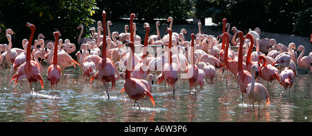 Flamant rose eau faune oiseau attraction divertissement locations de vacances billet d'jambe couleur coloré space day Banque D'Images