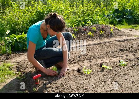 Jeune femme dans un potager, les semis de Salade Lactuca sativa Banque D'Images