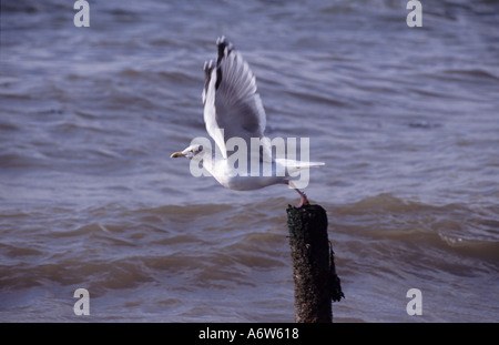 Mouette au décollage à un post sur une plage à Felixstowe dans le Suffolk Banque D'Images