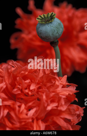 Pavot Rouge Coquelicot fermé contraste au milieu de ceux qui ont ouvert des fleurs colorées Nature flore botanique Banque D'Images