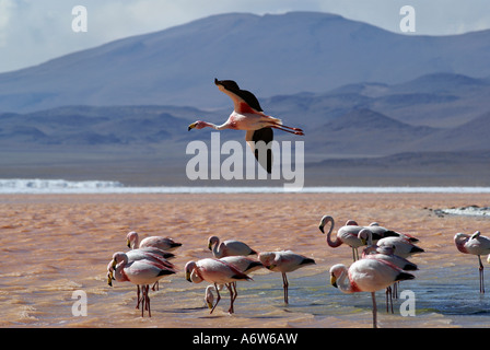 Flamant des Andes (Phoenicopterus andinus), Laguna Colorada, Uyuni, Bolivie Highlands Banque D'Images