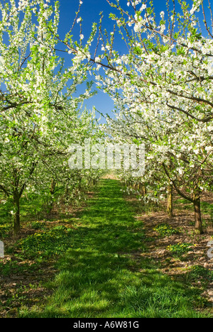 Les cerisiers en fleurs, près de l'Altes Land Hambourg, Basse-Saxe, Allemagne Banque D'Images