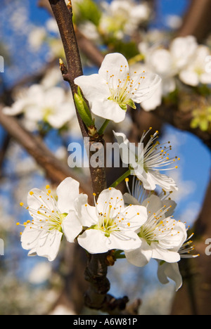 Fleurs de cerisier doux (Prunus avium) Banque D'Images