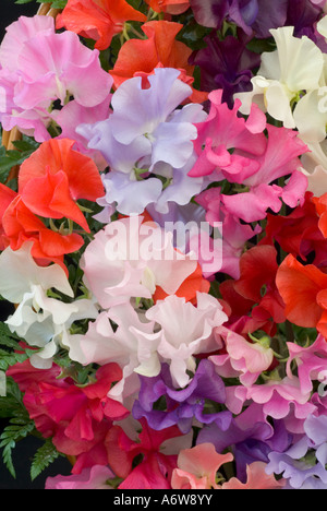 Les petits pois Sweetpeas Spencer (Lathyrus odoratus 'Spencer' mixte) sweetpea fleurs dans des couleurs lumineuses couleurs multi-parfumé macro Banque D'Images