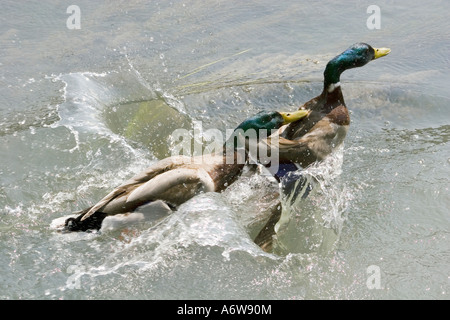 Deux combats de Canards colverts (Anas platyrhynchos, également connu sous le nom de canard sauvage Banque D'Images