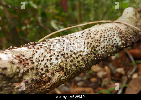 Les termites (Isoptères), Parc national de Tanjung Puting, Central-Kalimantan, Bornéo, Indonésie Banque D'Images