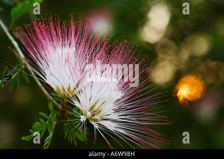 Blossom de momosa (Mimosa), Loksado, South-Kalimantan, Bornéo, Indonésie Banque D'Images
