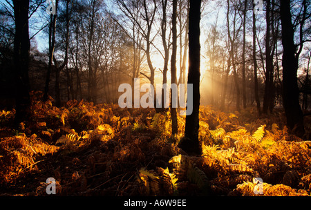 Bouleau blanc Betula pendula Woods à l'aube d'automne Banque D'Images