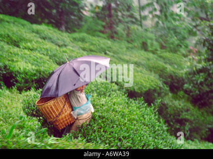Woman picking plateau sous la pluie l'Inde Darjeerling Banque D'Images