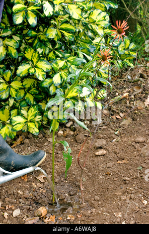 Arrosage EN UN ART d'échinacée récemment plantés'S PRIDE Banque D'Images