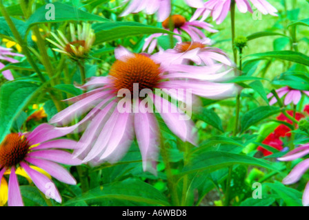 Un blooming purple chrysanthème ondule dans la brise dans un jardin d'été à fleurs Banque D'Images