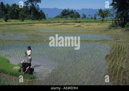 Les champs de riz, le lac Maninjau depuis, Sumatra, Indonésie Banque D'Images