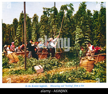 La cueillette du houblon dans le Kent 1930 photo couleur de l'vendangeurs au travail et de mesure à partir d'une réservation bin Banque D'Images