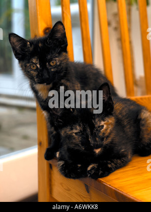 Deux chatons écaille Banque D'Images