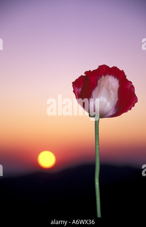 L'Asie, la Thaïlande, le nord de la Thaïlande, Mae Hong Son, le pavot à opium (Papaver) somnitreum au coucher du soleil Banque D'Images