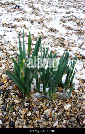 Les jonquilles dans la neige de l'hiver Banque D'Images