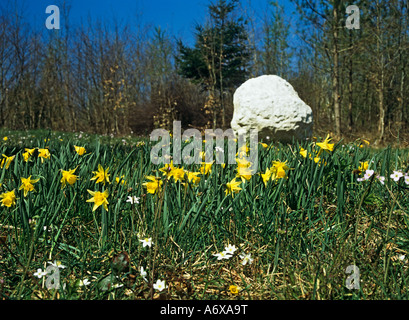 Les Dénés de l'Ouest WEST SUSSEX UK jonquilles sauvages Avril et le bois dans l'ouest de l'anémone des bois Dene Banque D'Images