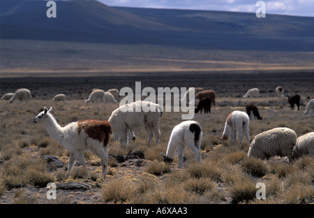 Alpagas et lamas sur l'altiplano, en route de Arequipa à Chivay et le Canyon de Colca Le sud du Pérou en Amérique du Sud Banque D'Images