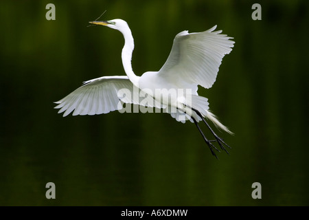 Un adulte grande aigrette atterrissage à son nid avec le matériel du nid Banque D'Images