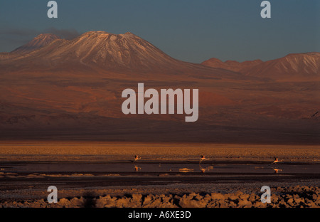 Salar de Atacama désert d'Atacama au Chili flamants roses reflétés dans les lagunes de volcans qui tapissent l'horizon au-delà Banque D'Images