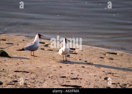 Des mouettes sur les vasières au bord de la rivière à St Valery sur Somme Banque D'Images