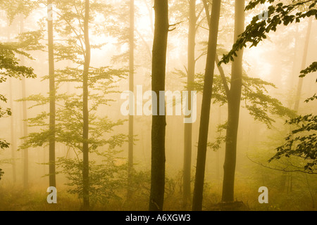 Royaume-uni Hampshire Nouvelle Forêt de pins dans la brume Banque D'Images