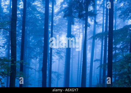 Royaume-uni Hampshire Nouvelle Forêt de pins dans la brume Banque D'Images