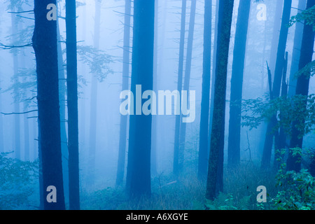 Royaume-uni Hampshire nouvelle forêt de pins dans la brume Banque D'Images