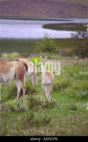 De vertical seul chevreuil dans un troupeau de cerfs chiliens guanaco lama guanicoe par un lac dans le Parque Nacional Torres del Paine Banque D'Images